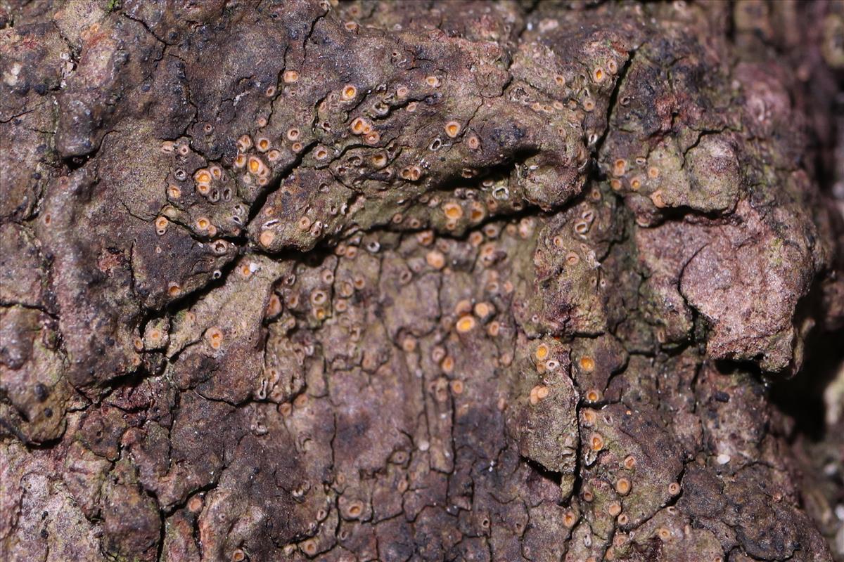 Gyalecta truncigena (door Niek Schrier)
