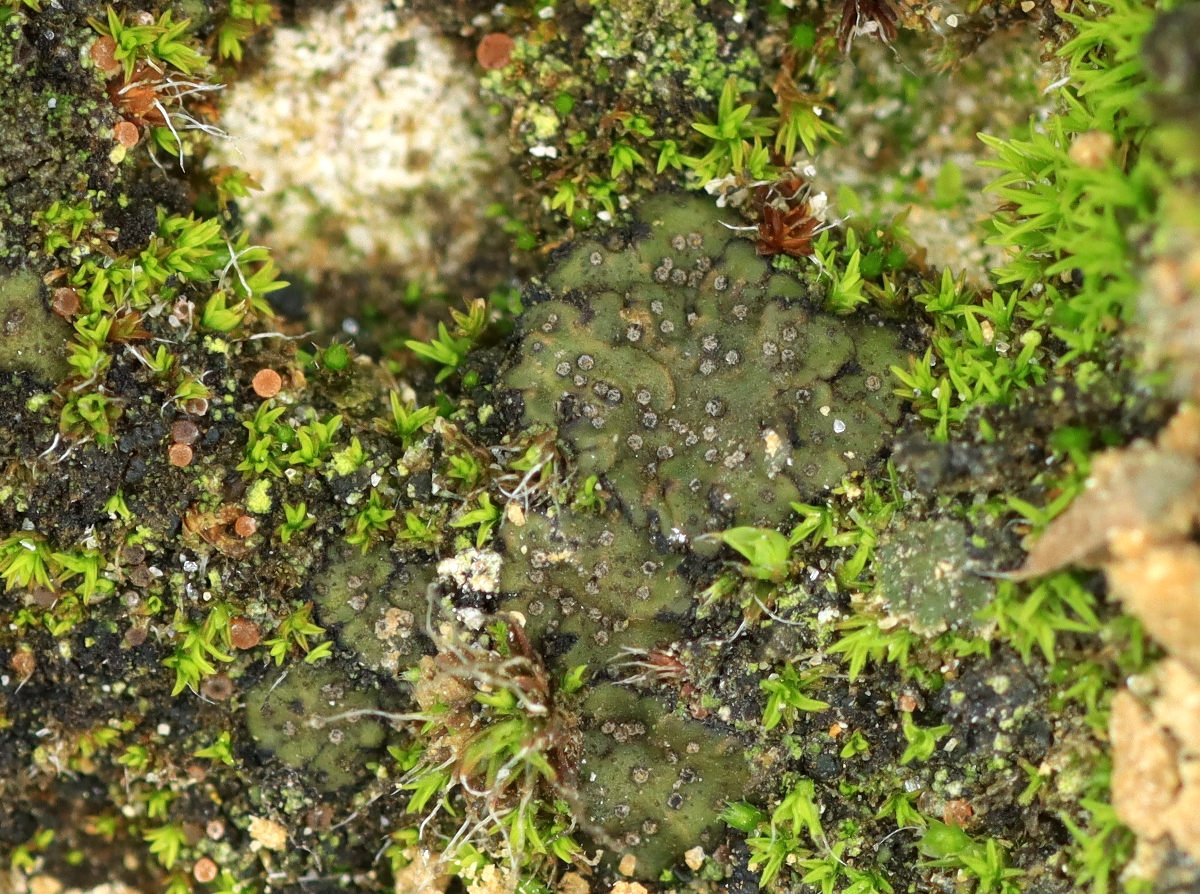 Endocarpon pusillum (door Ruud van Middelkoop)