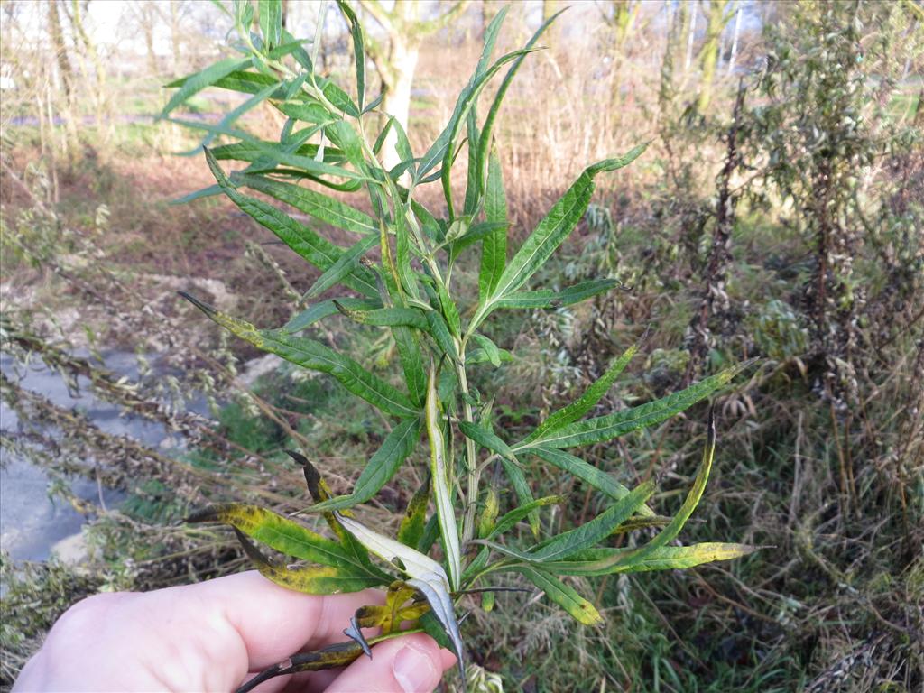 Artemisia verlotiorum (door Gertjan van Noord)