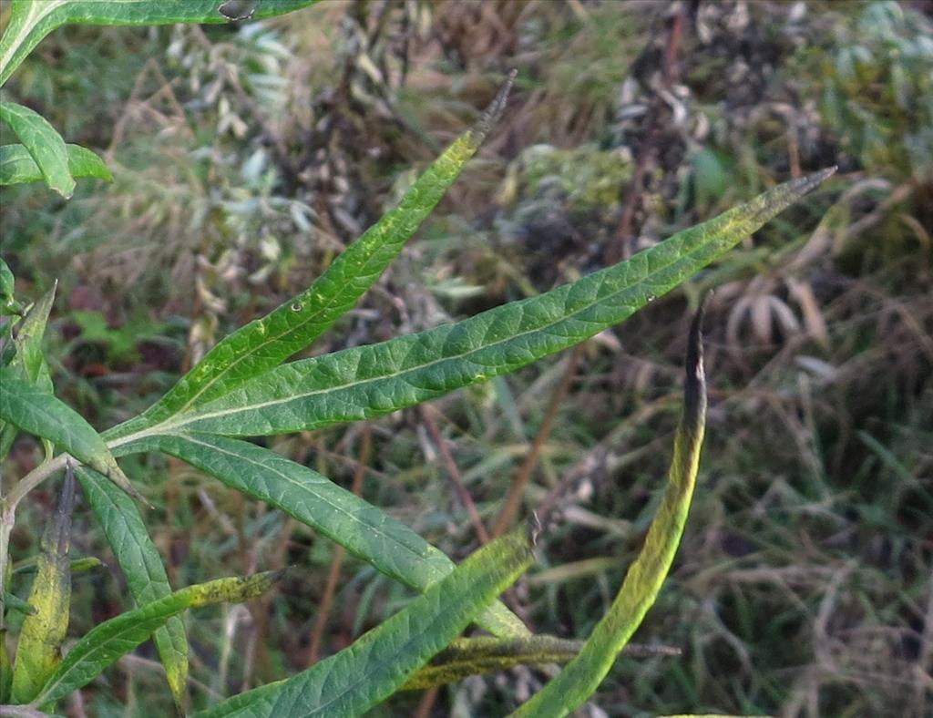 Artemisia verlotiorum (door Gertjan van Noord)