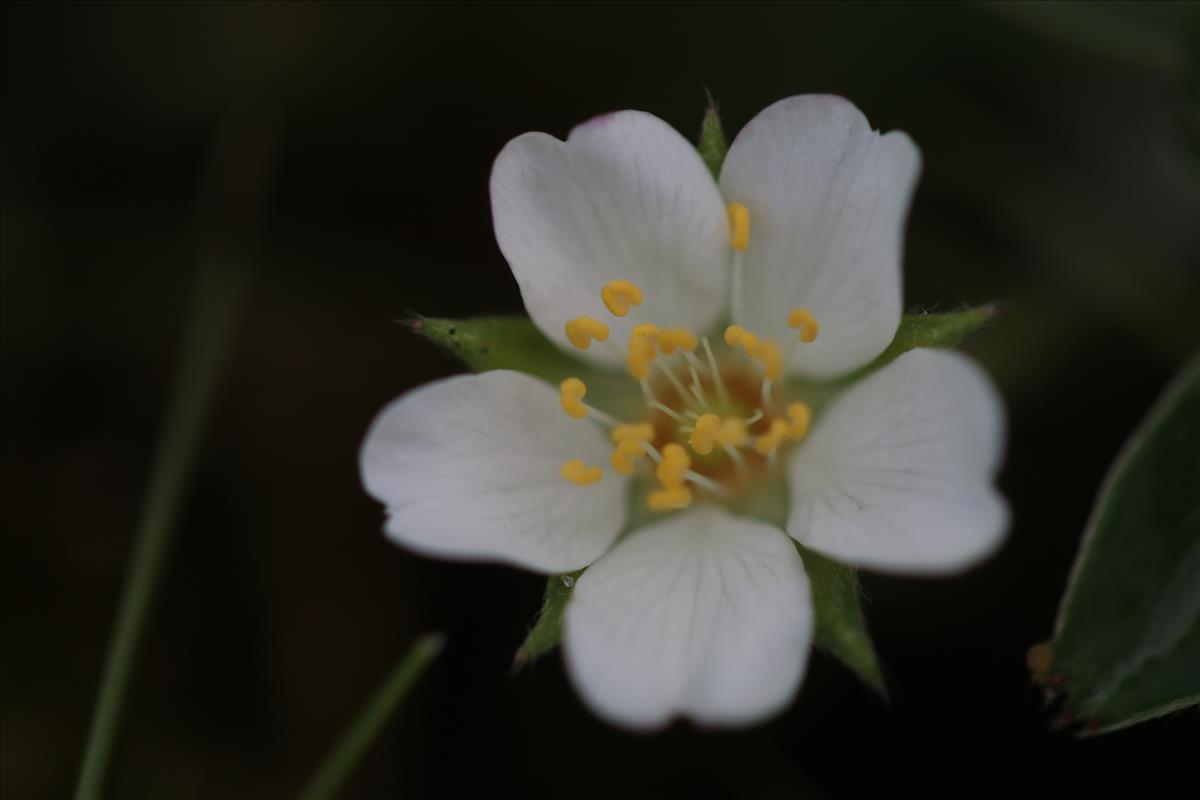 Potentilla alba (door Petra van der Wiel)