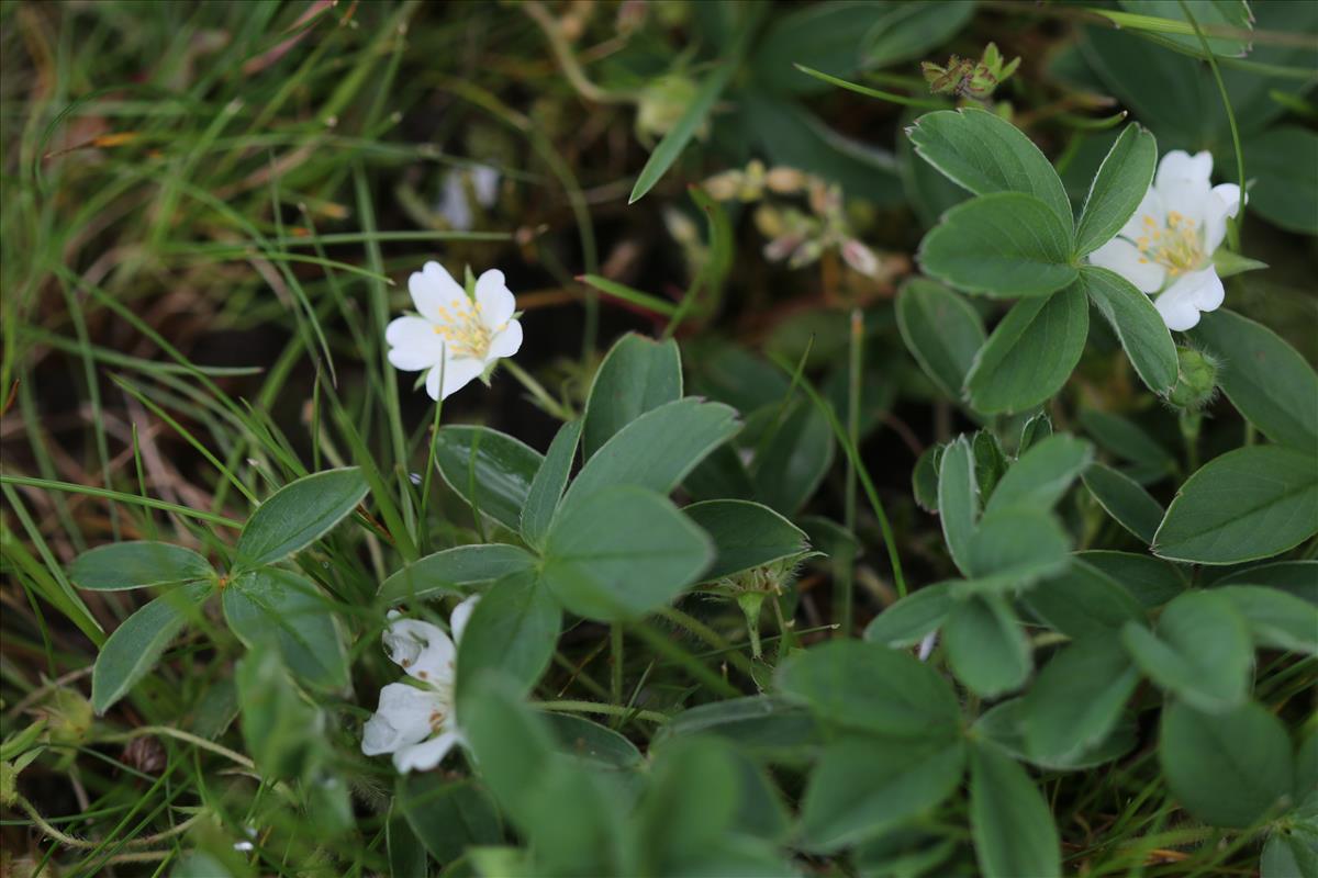 Potentilla alba (door Petra van der Wiel)