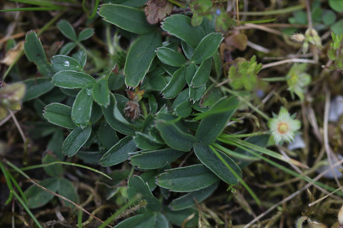 Potentilla alba (door Petra van der Wiel)