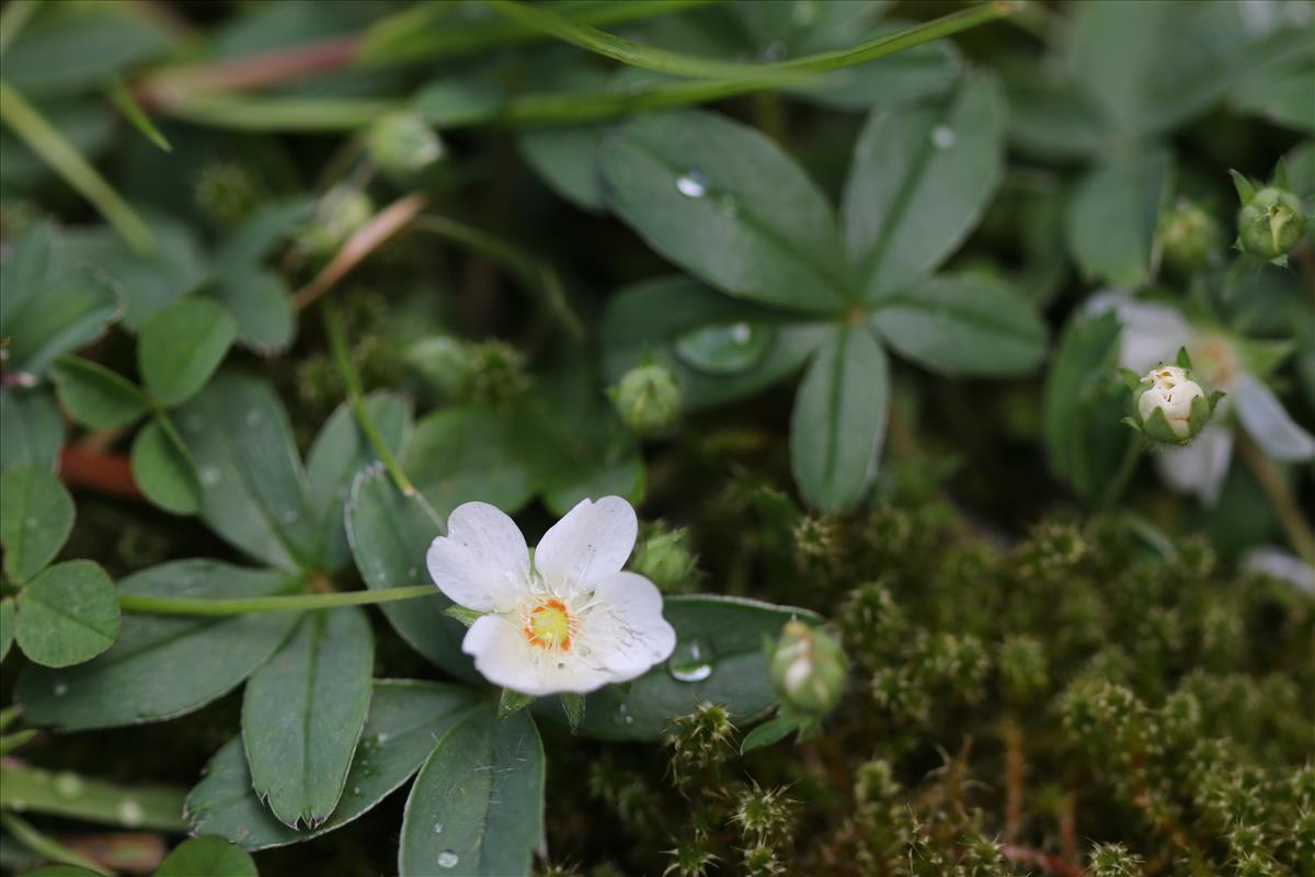 Potentilla alba (door Petra van der Wiel)