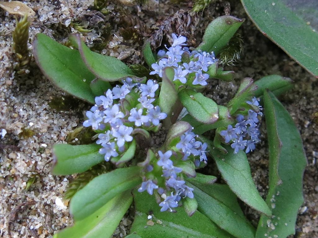 Valerianella carinata (door Hans Toetenel)