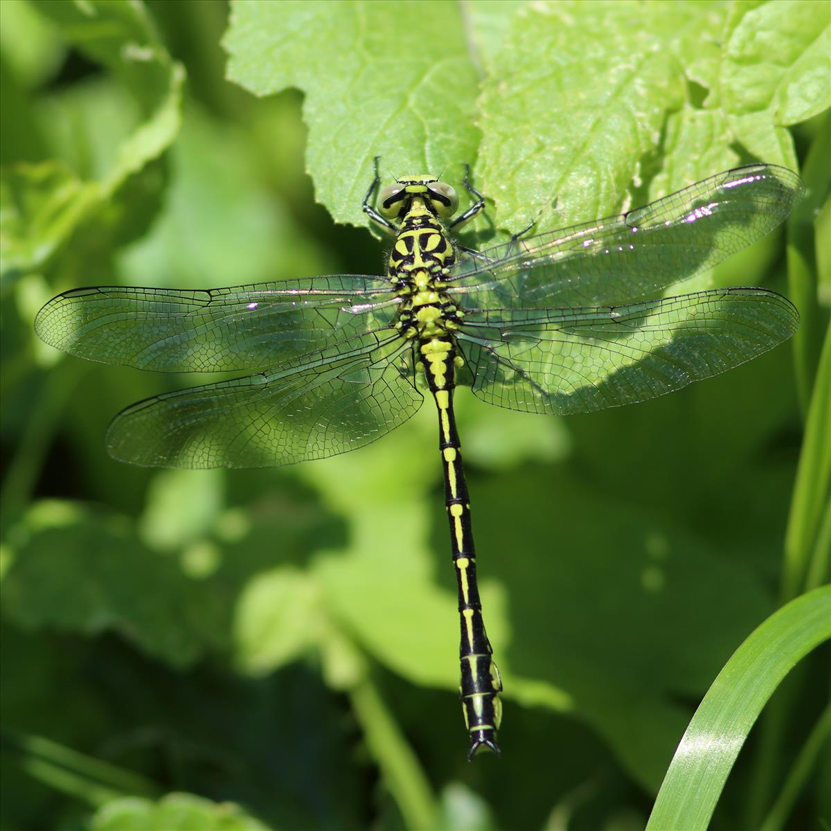 Gomphus flavipes (door Niek Schrier)