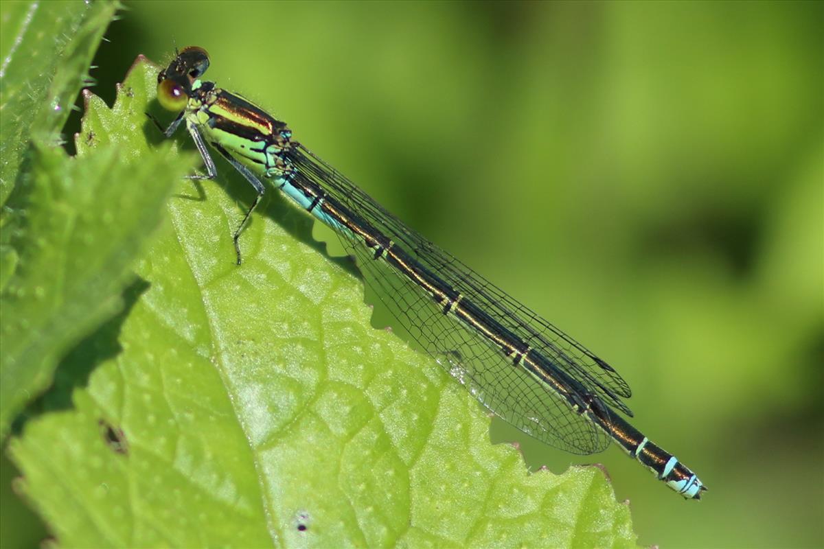 Erythromma viridulum (door Niek Schrier)