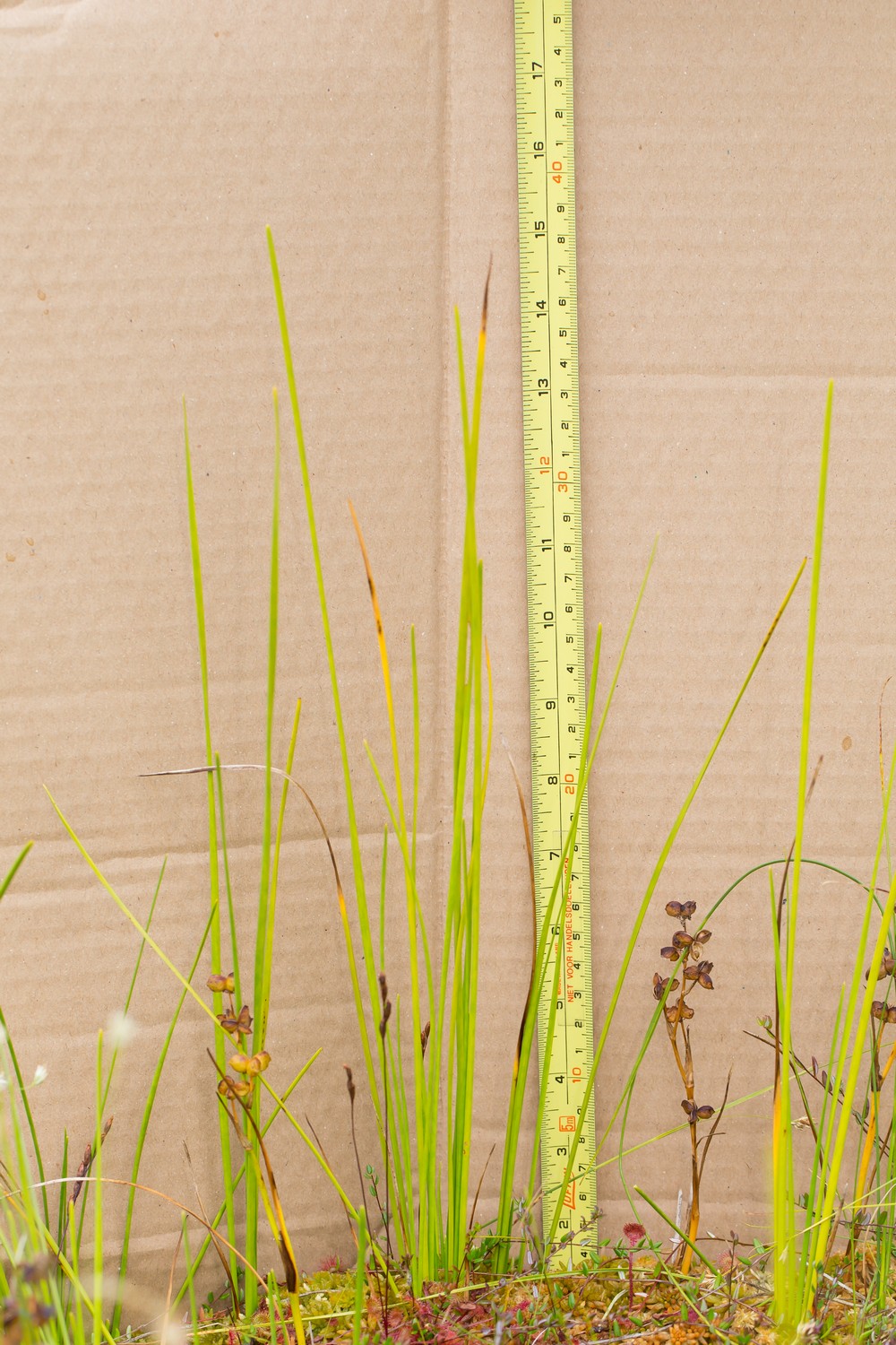 Scheuchzeria palustris (door Bert Blok)