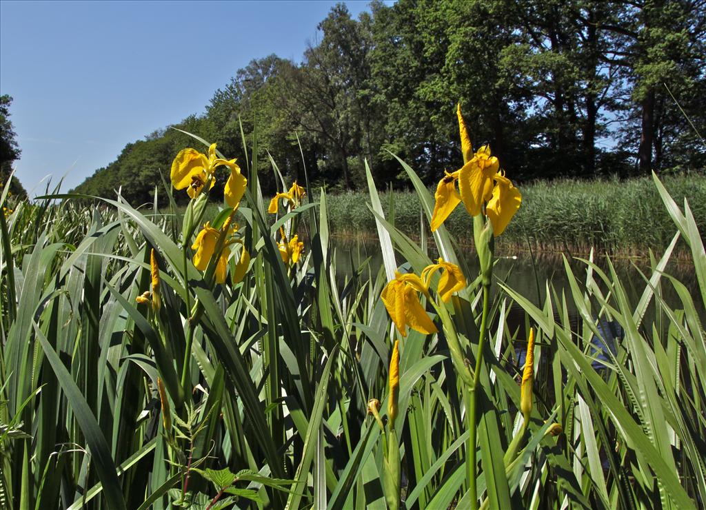 Iris pseudacorus (door Jelle Hofstra)