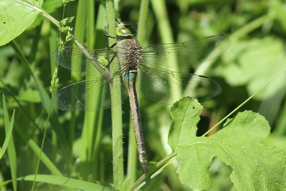 Anax parthenope (door Niek Schrier)