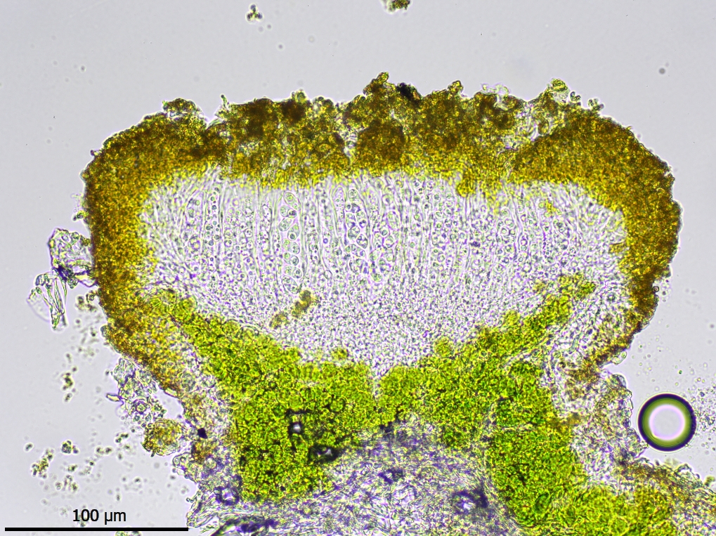 Athallia holocarpa (door Lukas Verboom)