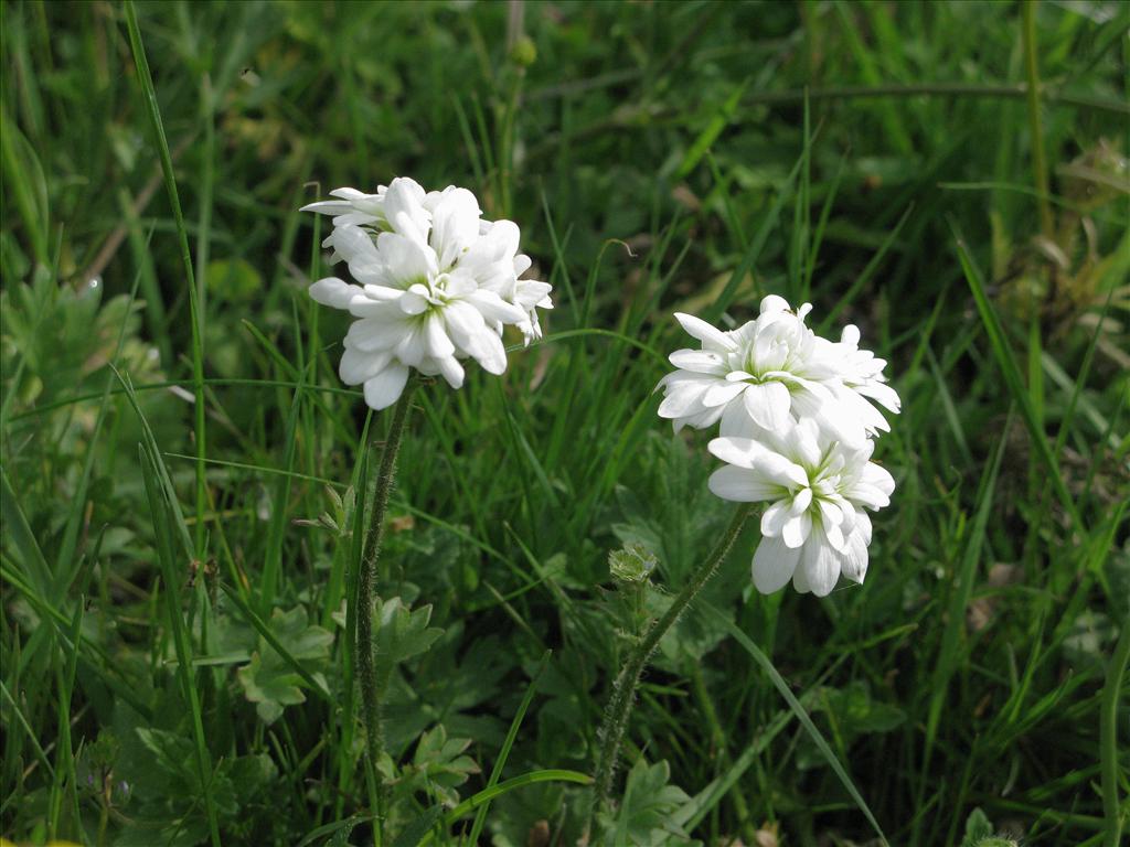 Saxifraga granulata 'Plena' (door Martin Bunnik)