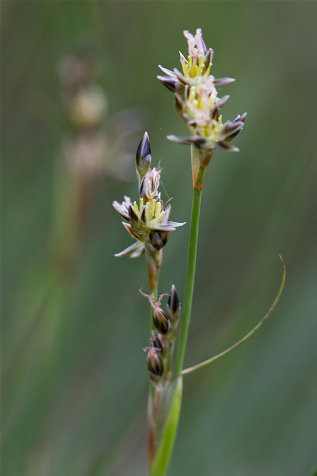 Juncus squarrosus (door Valentine Kalwij)