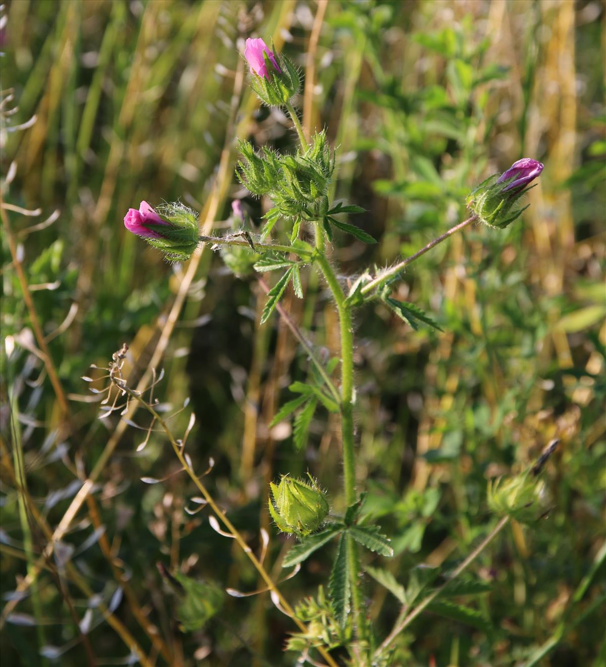 Malva setigera (door Stef van Walsum)