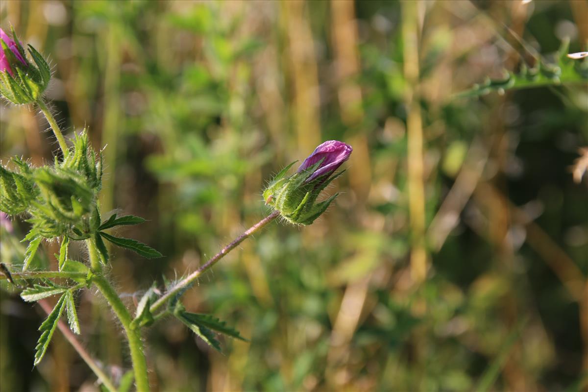 Malva setigera (door Stef van Walsum)