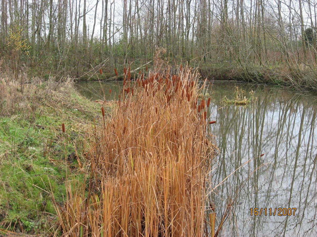 Typha laxmannii (door Remko Andeweg)