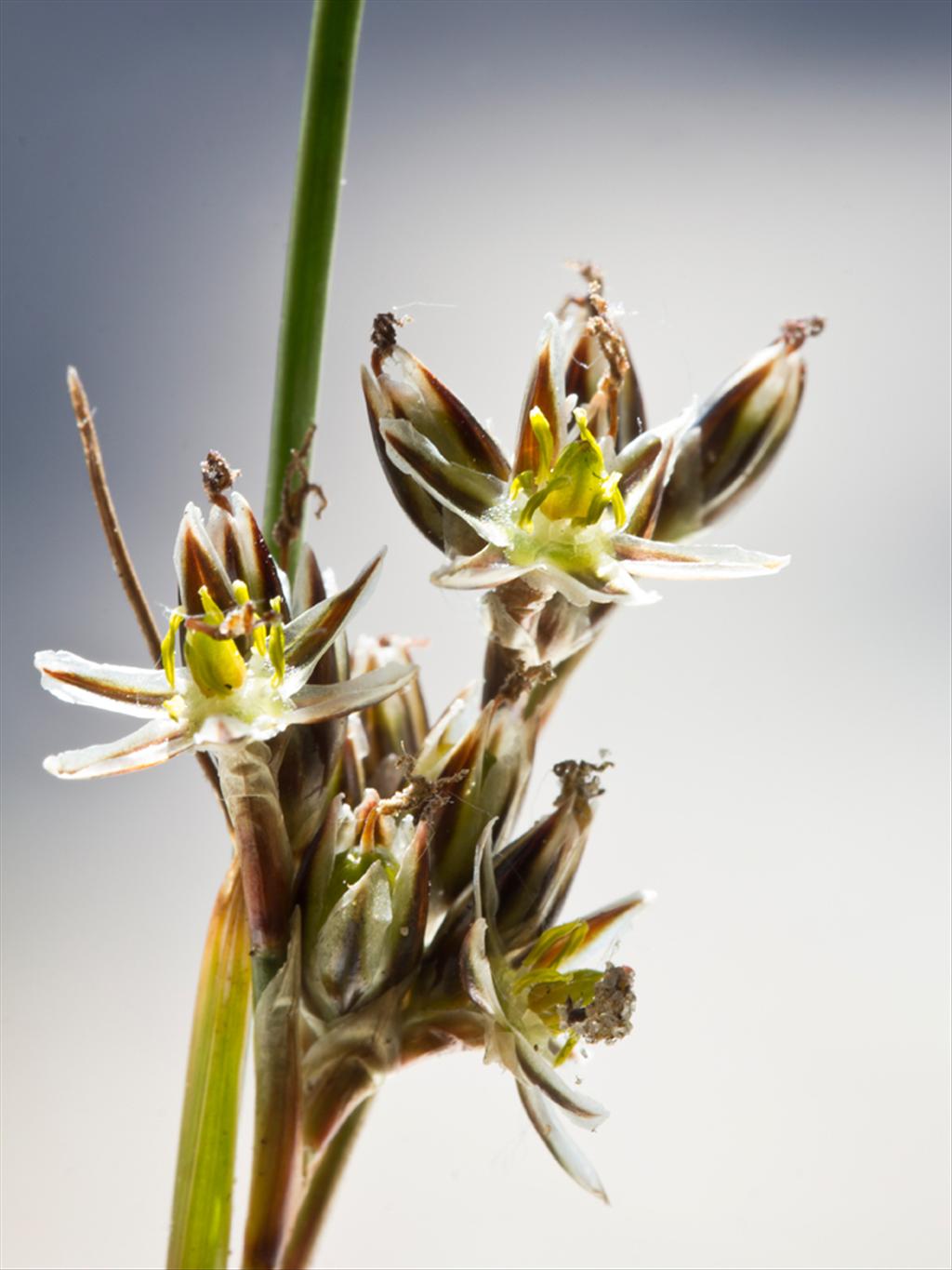 Juncus squarrosus (door Valentine Kalwij)