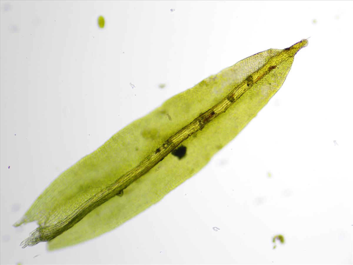 Zygodon viridissimus var. stirtonii (door Lukas Verboom)