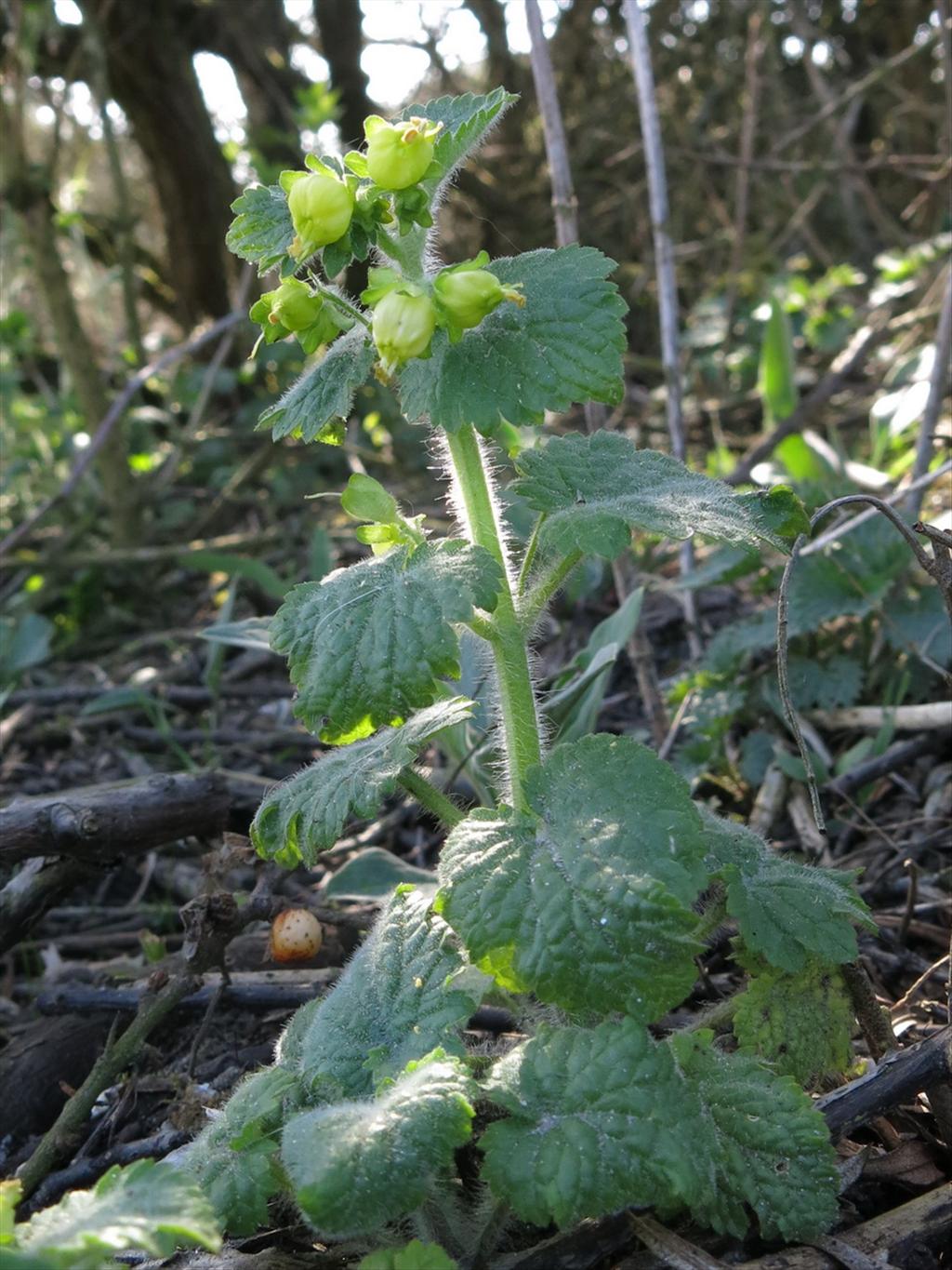 Scrophularia vernalis (door Hans Toetenel)