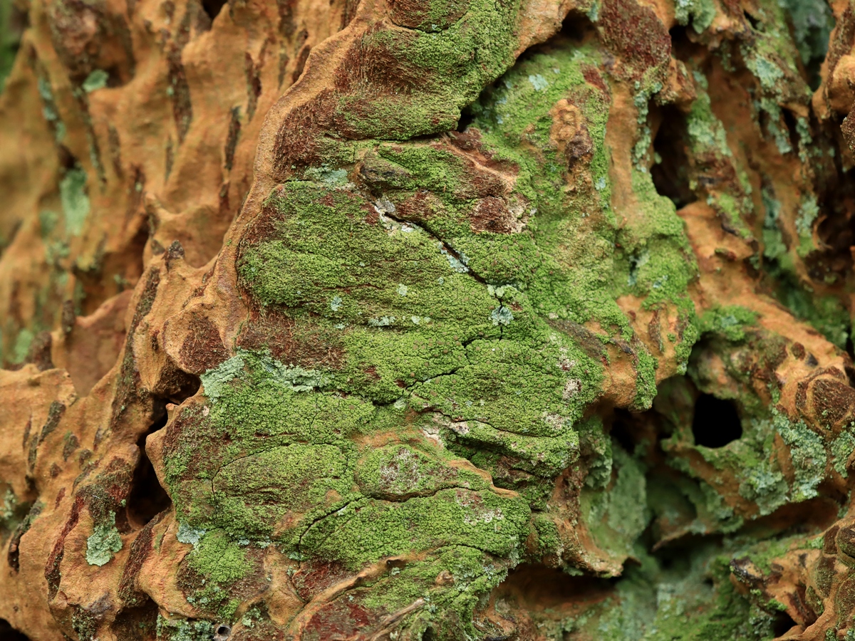 Micarea pseudotsugae (door Ruud van Middelkoop)