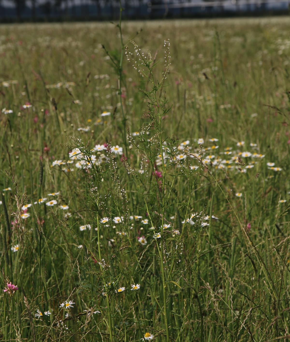 Melilotus wolgicus (door Stef van Walsum)