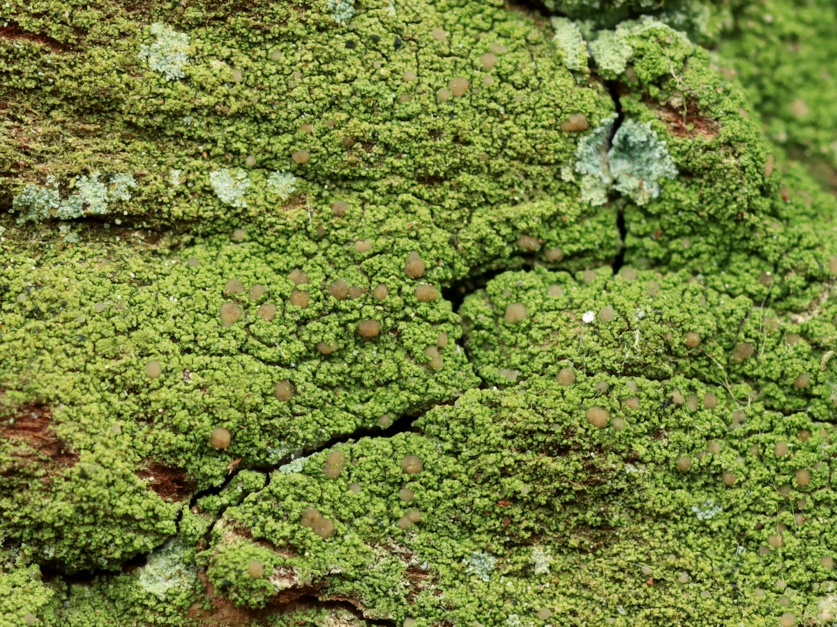 Micarea pseudotsugae (door Ruud van Middelkoop)