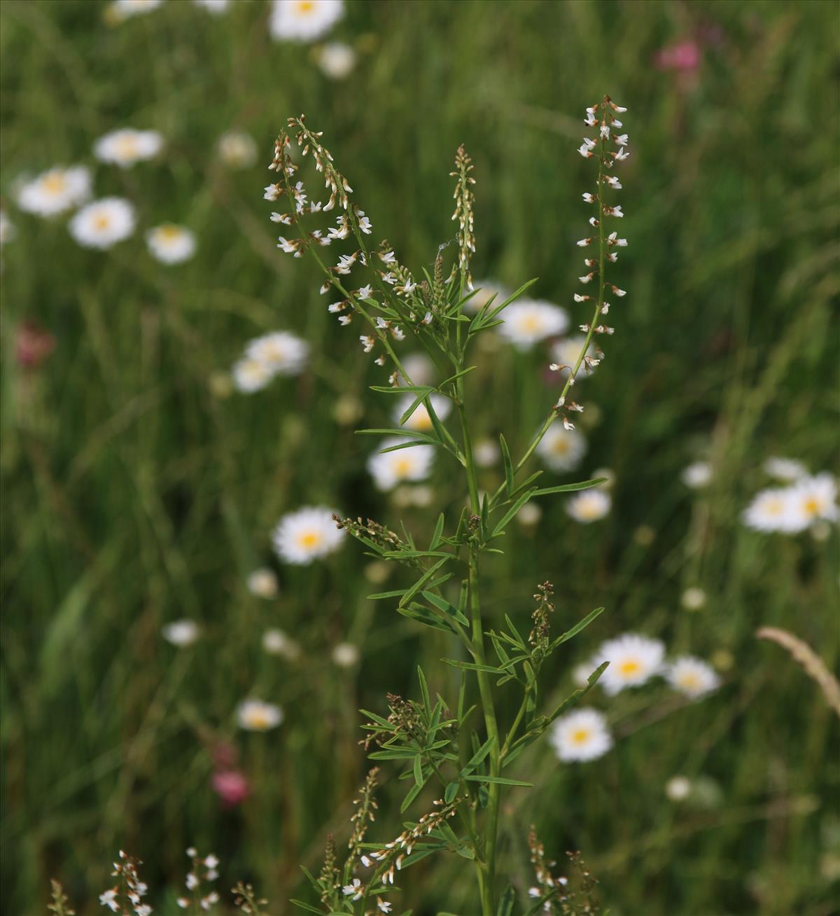 Melilotus wolgicus (door Stef van Walsum)