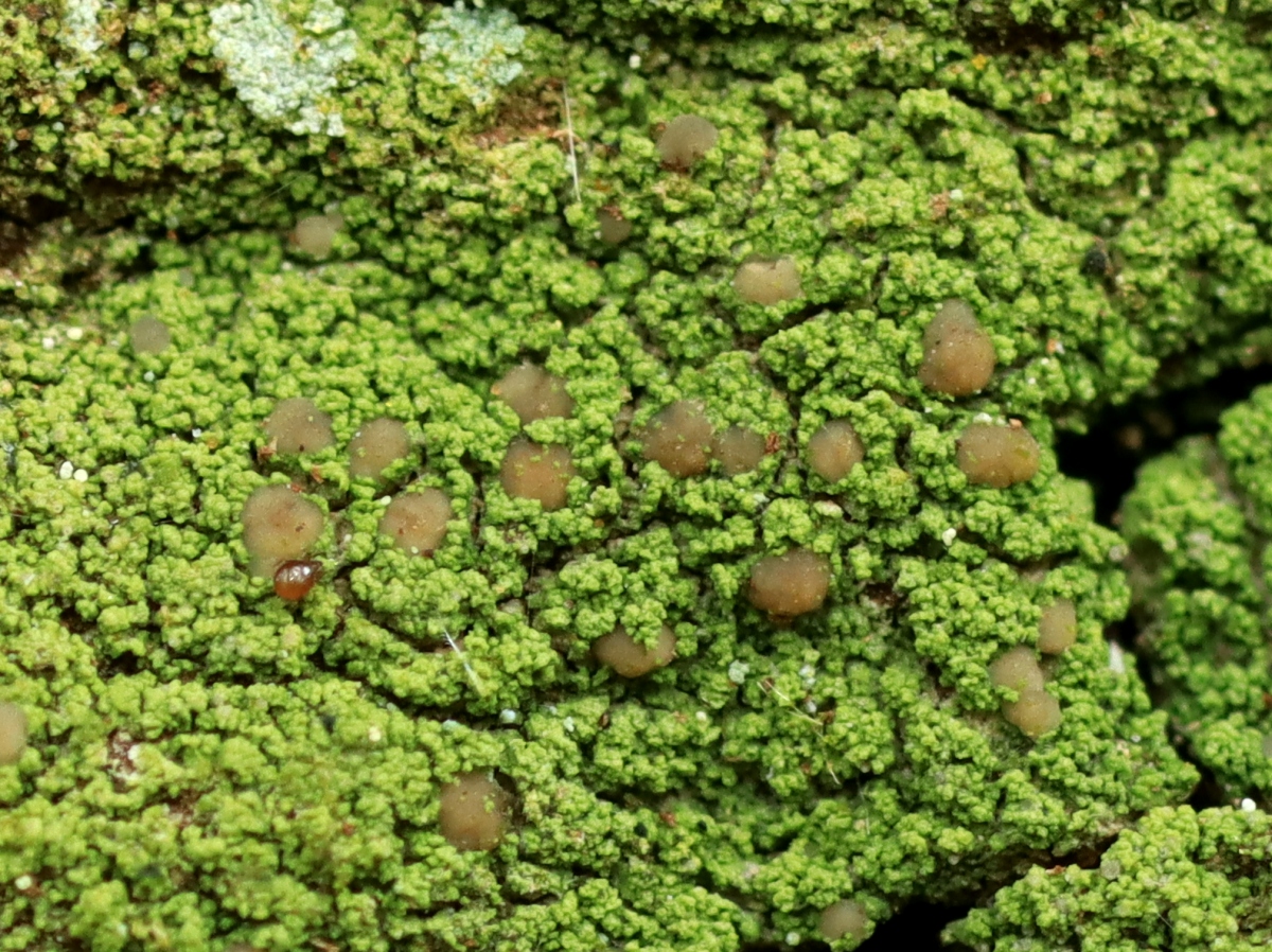 Micarea pseudotsugae (door Ruud van Middelkoop)