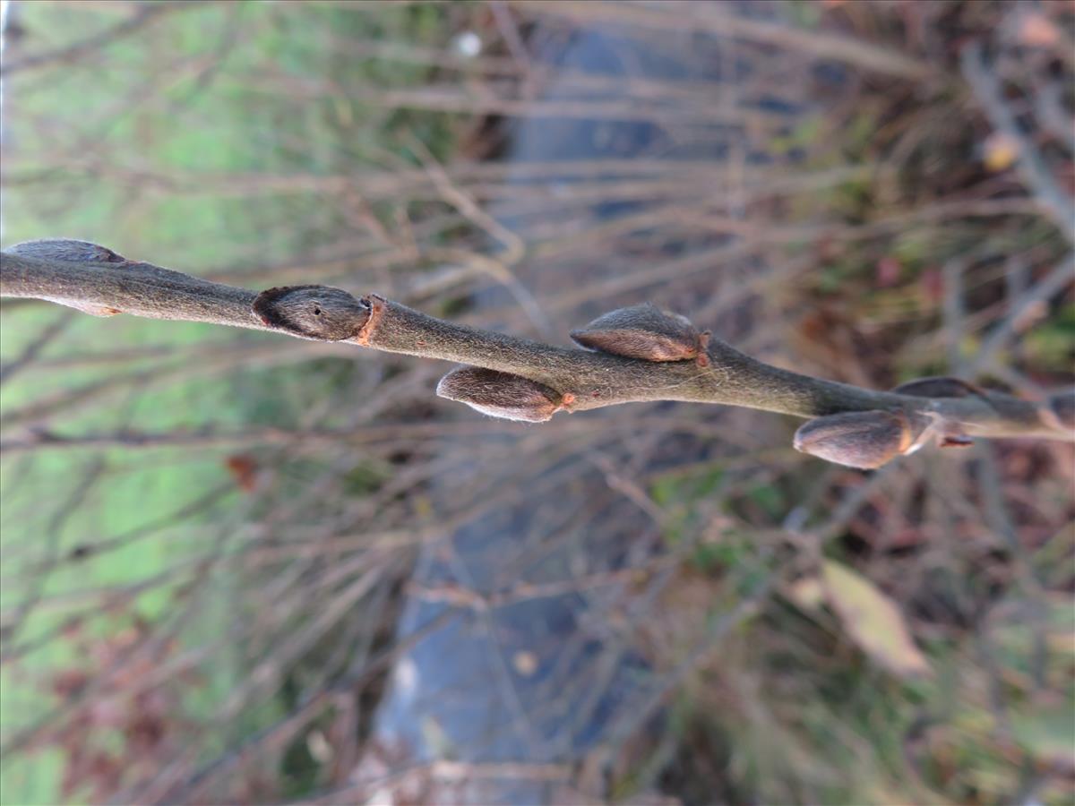 Salix x quercifolia (door Frank van Gessele)