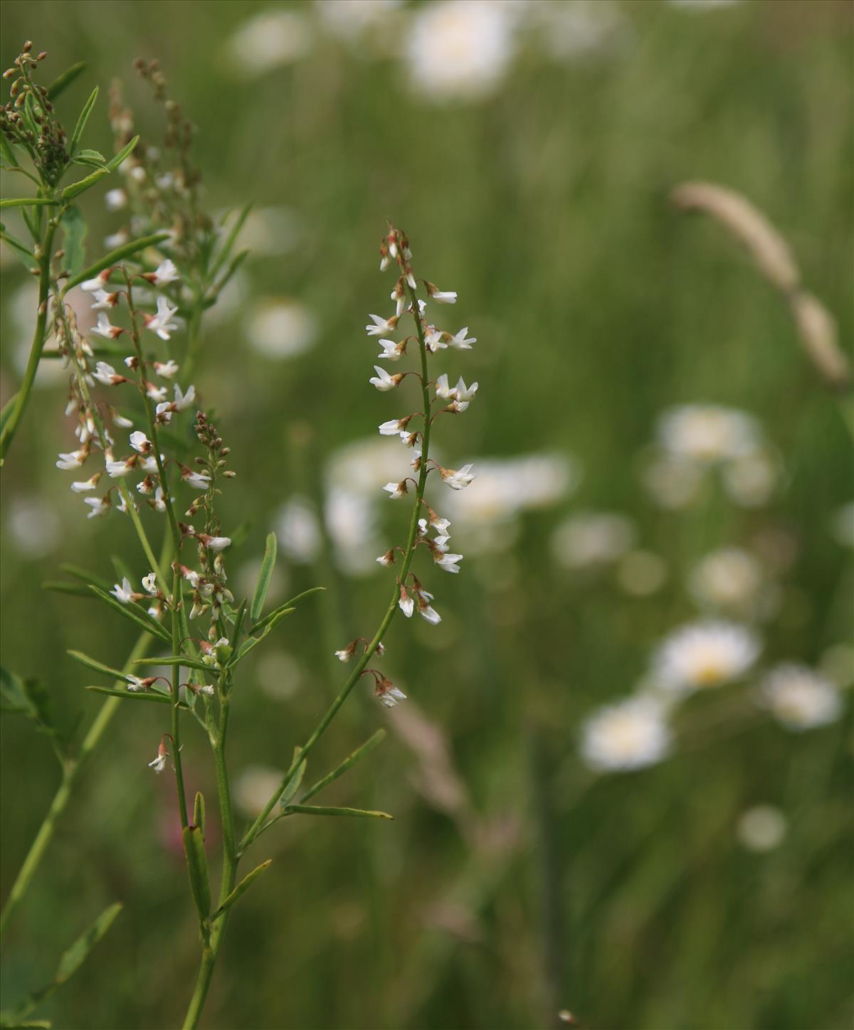 Melilotus wolgicus (door Stef van Walsum)