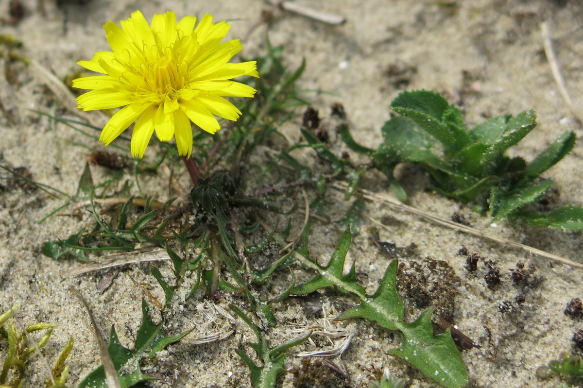 Taraxacum sect. Erythrosperma (door Hans Toetenel)