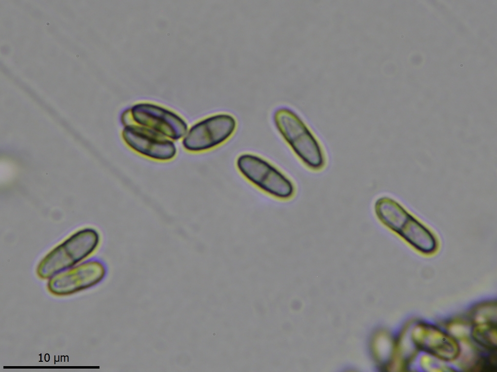 Chaenothecopsis pusilla (door Lukas Verboom)