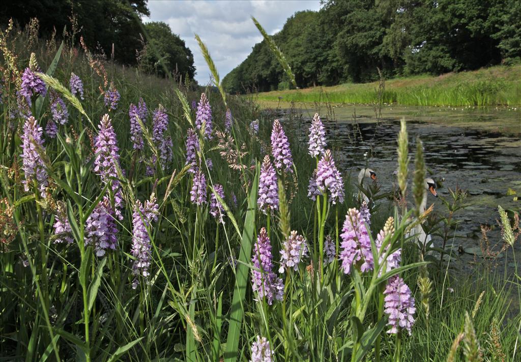 Dactylorhiza maculata (door Jelle Hofstra)