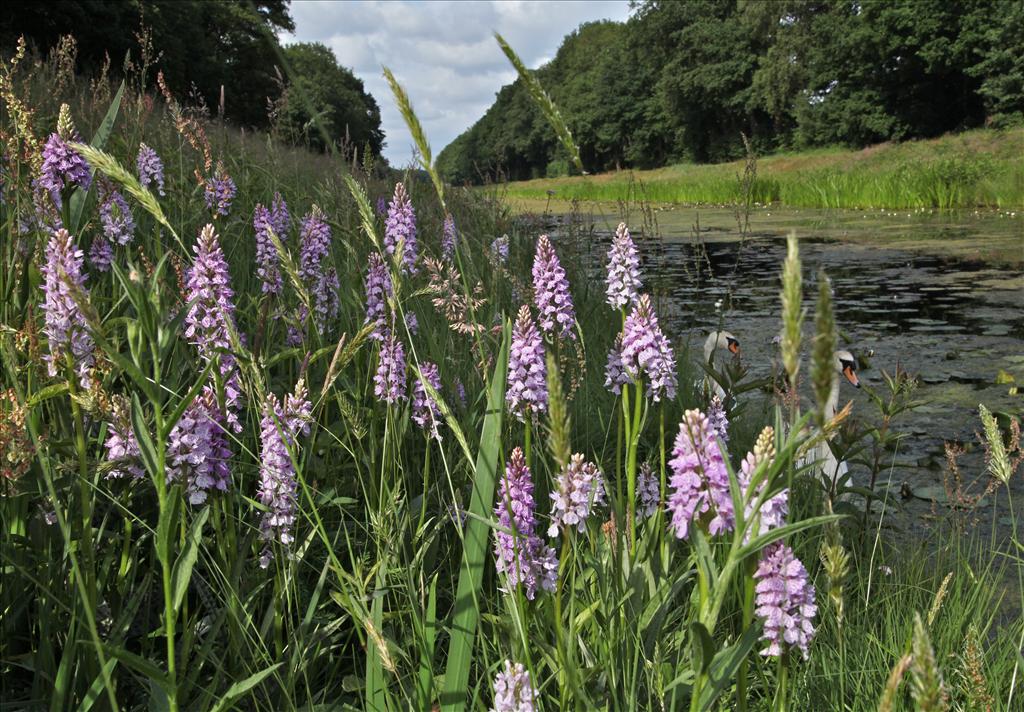 Dactylorhiza maculata WEG (door Jelle Hofstra)