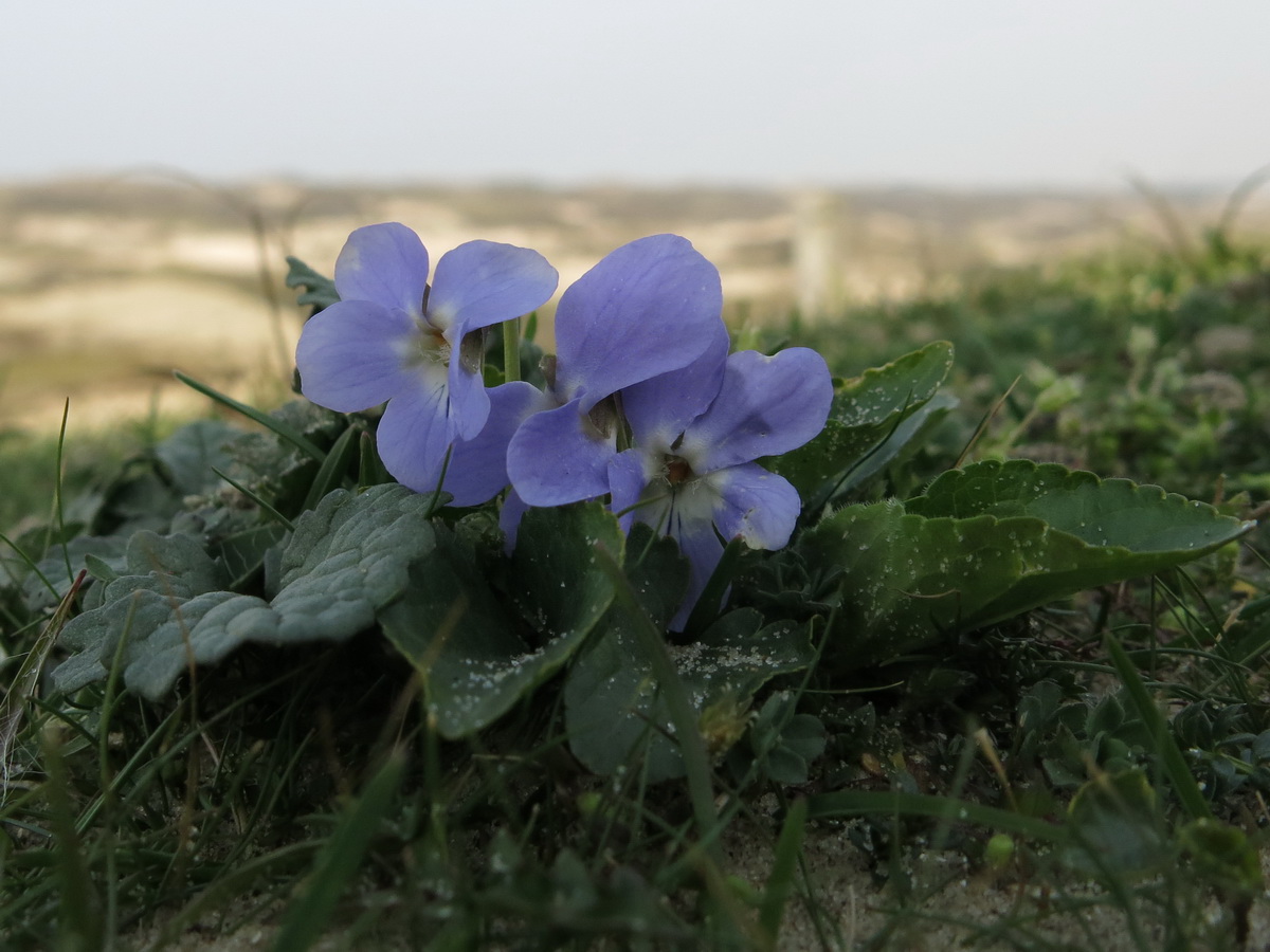 Viola hirta (door Hans Toetenel)