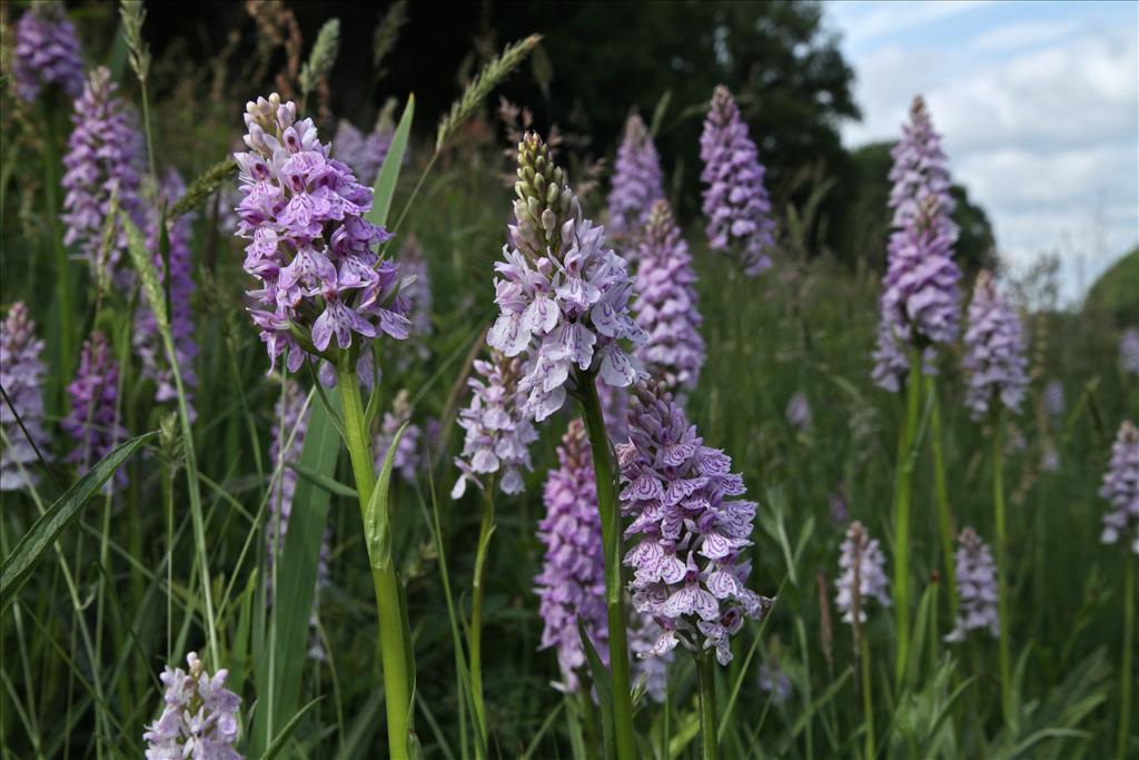 Dactylorhiza maculata (door Jelle Hofstra)