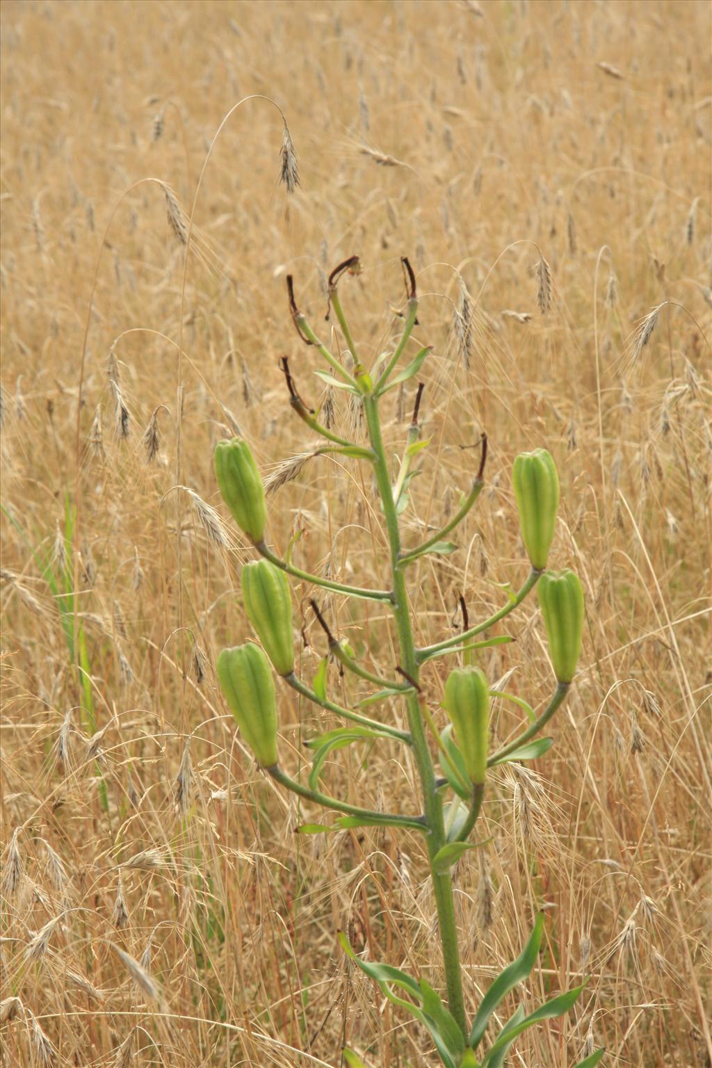 Lilium bulbiferum subsp. croceum (door Fred Bos)