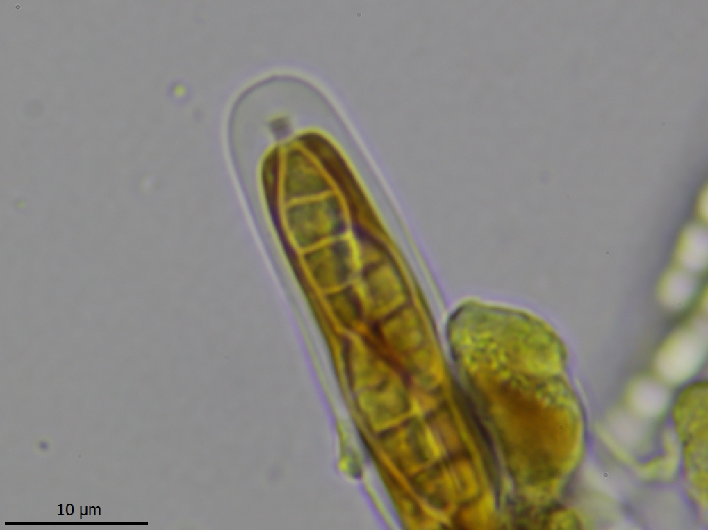 Swinscowia jamesii (door Lukas Verboom)