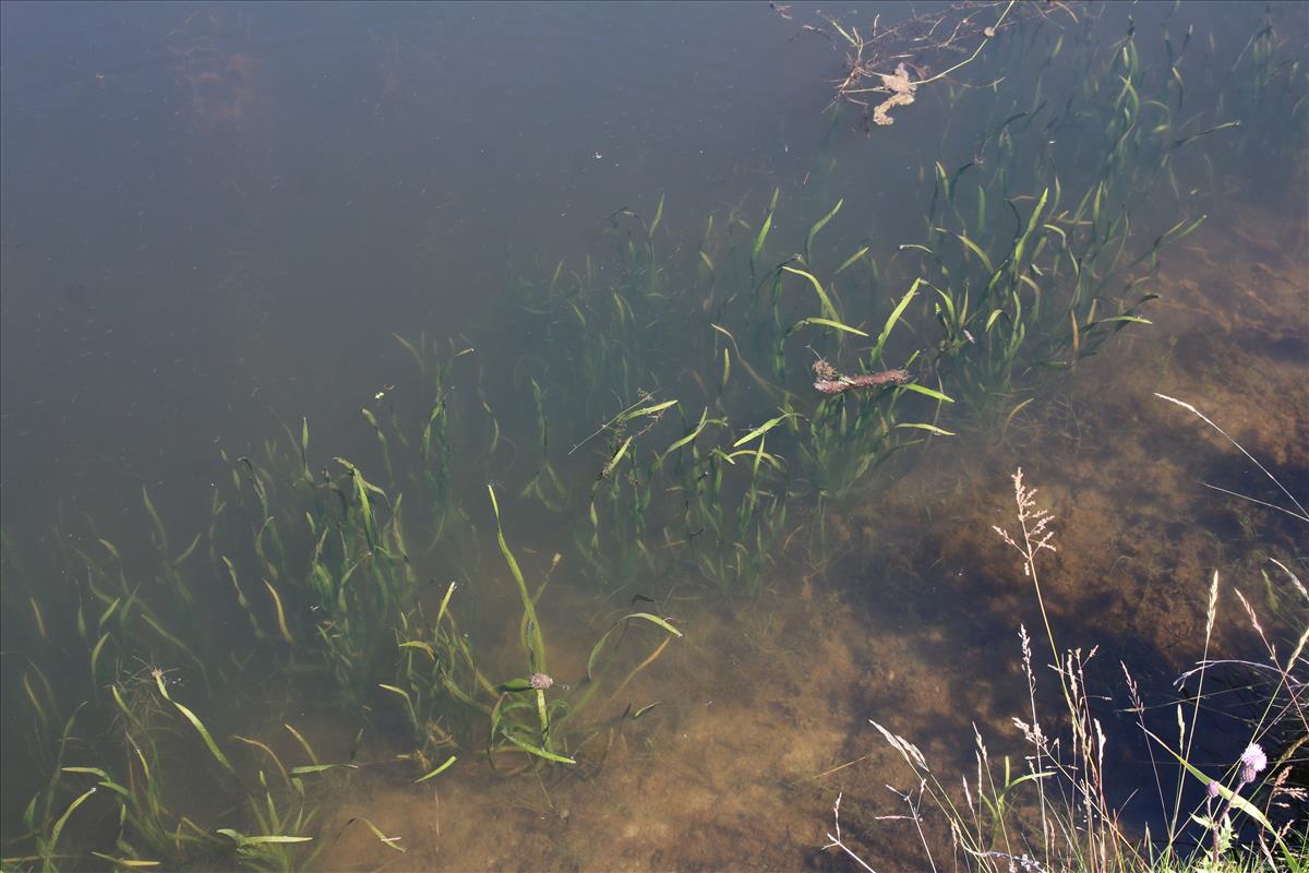 Sagittaria sagittifolia (door Stef van Walsum)