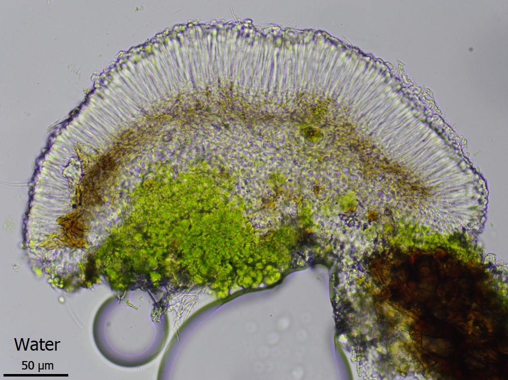 Bacidina brandii (door Lukas Verboom)