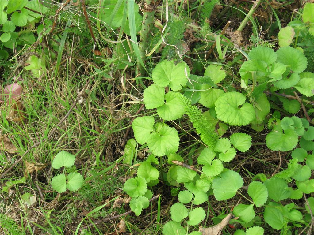 Pimpinella peregrina (door Kim Lotterman)