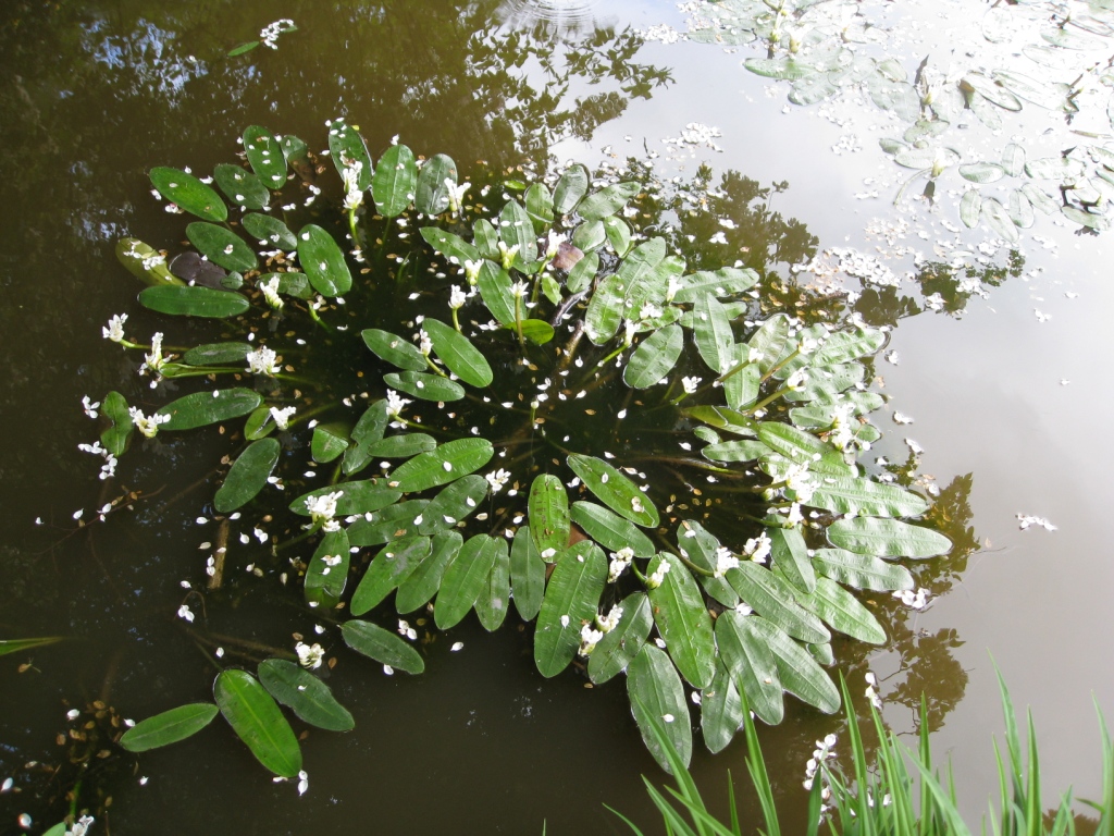 Aponogeton distachyos (door Petra van der Wiel)