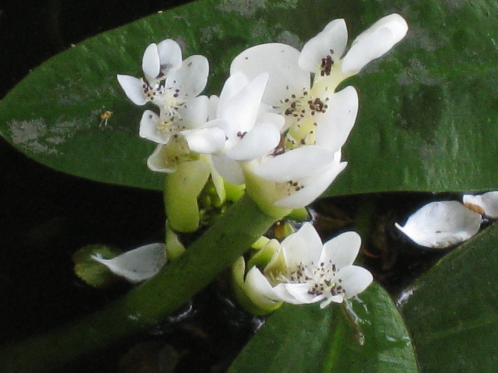 Aponogeton distachyos (door Petra van der Wiel)