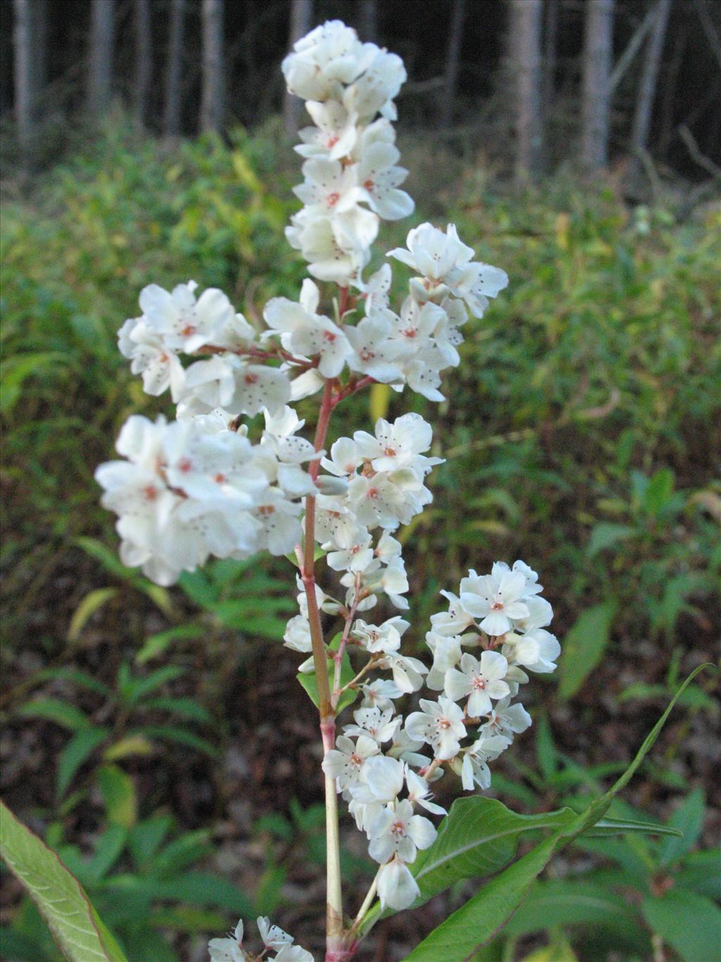 Persicaria wallichii (door Gertjan van Mill)