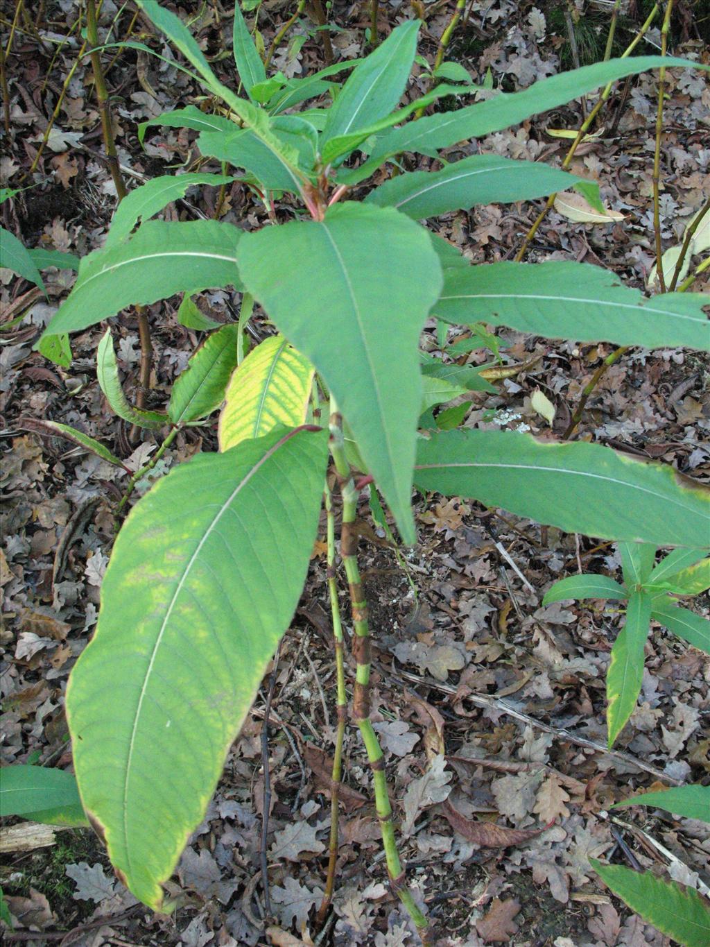 Persicaria wallichii (door Gertjan van Mill)