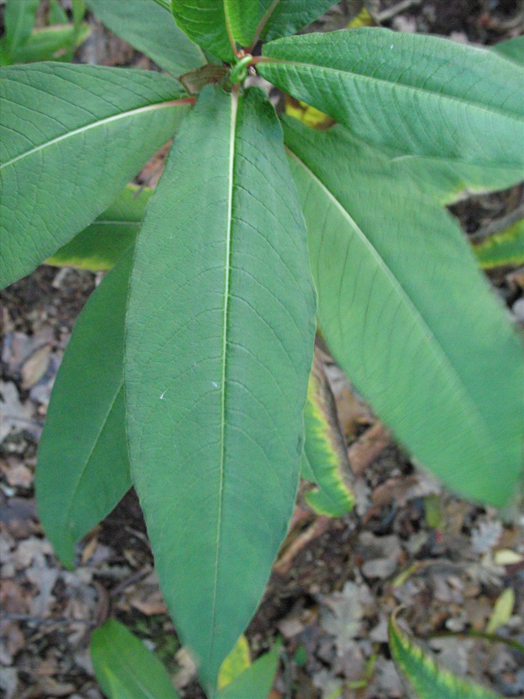 Persicaria wallichii (door Gertjan van Mill)