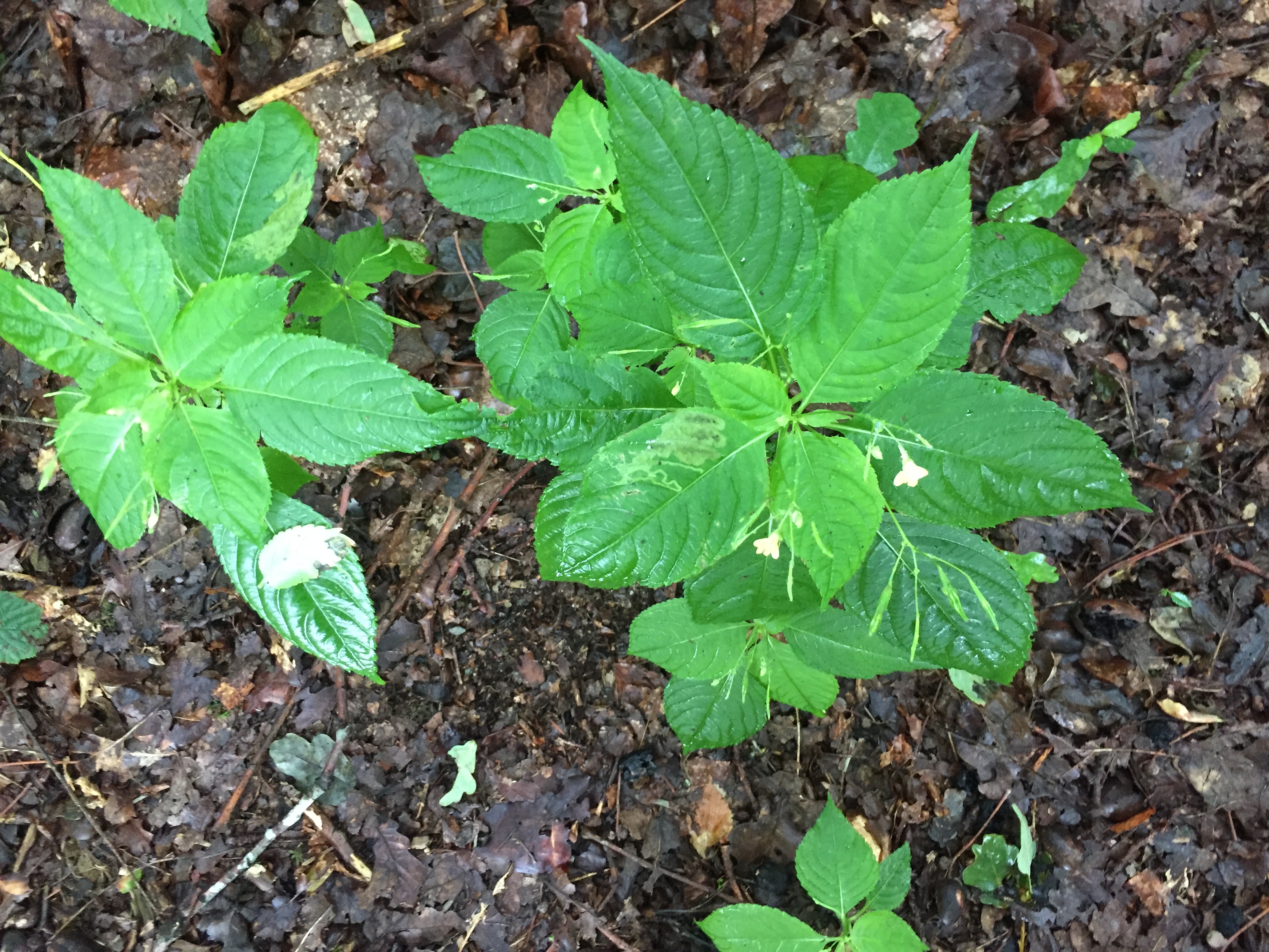 Impatiens parviflora (door JohnvanderWillik)