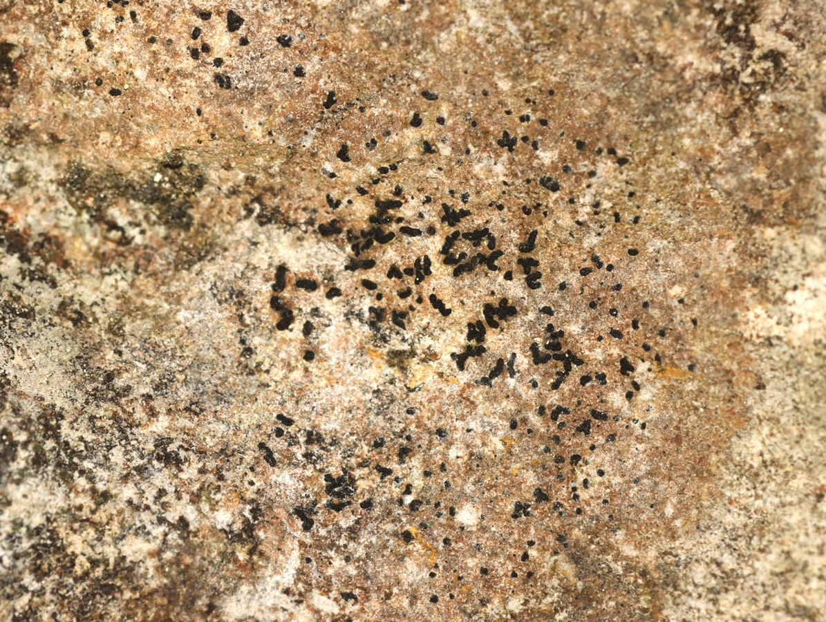 Opegrapha dolomitica (door Ruud van Middelkoop)