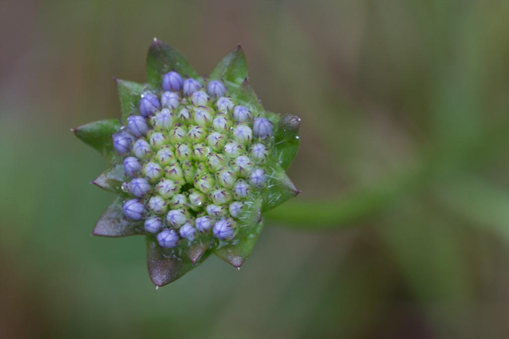 Jasione montana (door Valentine Kalwij)