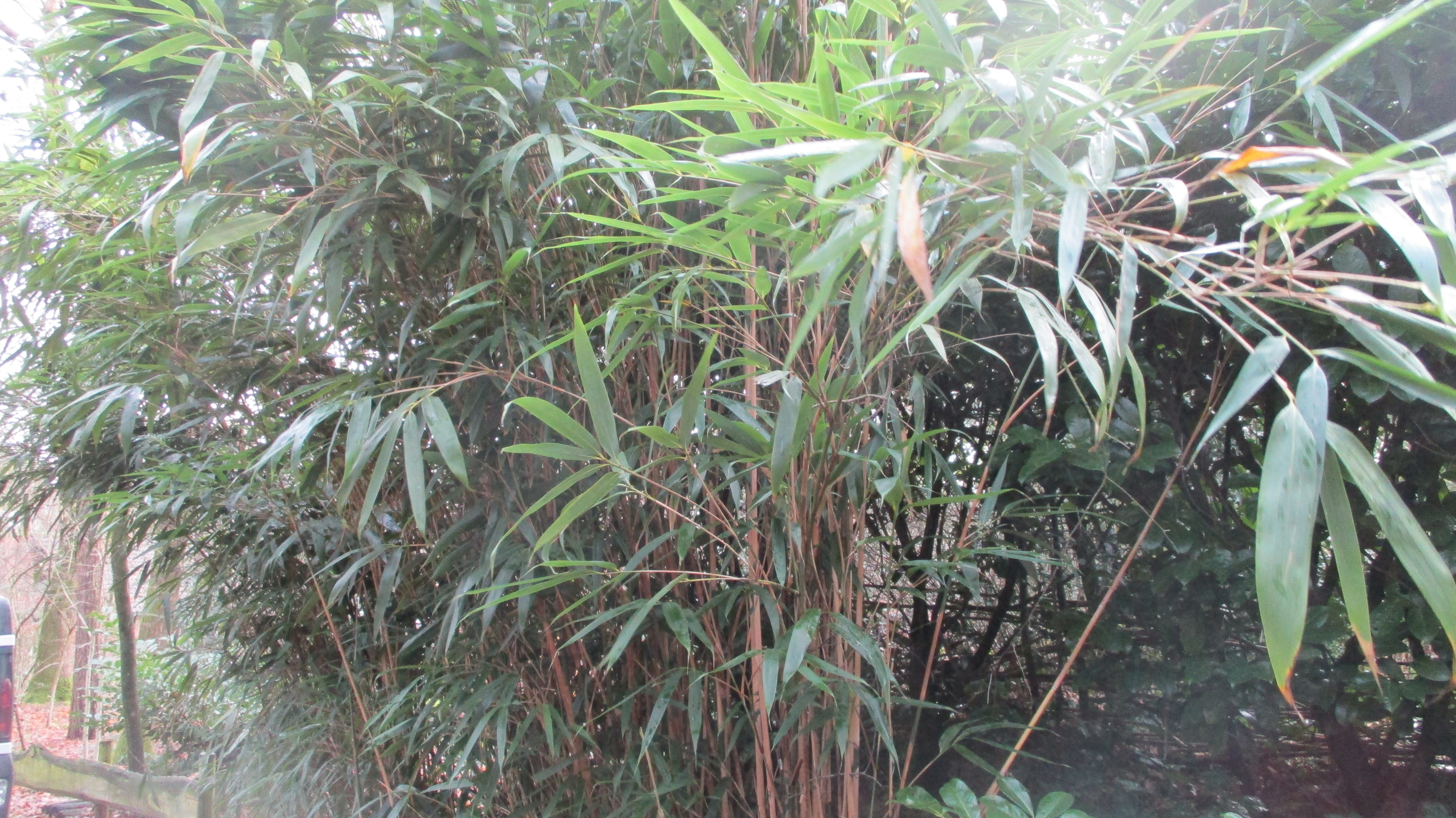 Pseudosasa japonica (door Toon Verrijdt)